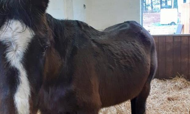 Westhill owner of pony that died of malnutrition banned from keeping animals