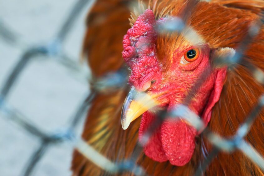 Chicken behind fence