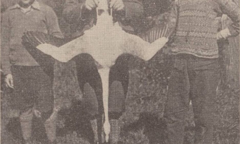 A flamingo shot in the woods near Ellon in 1931. The wings from tip to tip were 4ft 10in and the colour pale pink with red wing tips. Image: DC Thomson