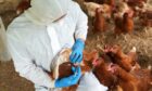 A vet gets ready to vaccinate chickens against avian influenza.