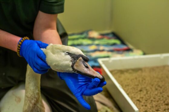 Franky was left with bite wounds on her neck following a dog attack.