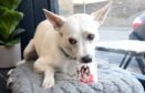 A dog enjoying a pup cup at Long Dog Cafe