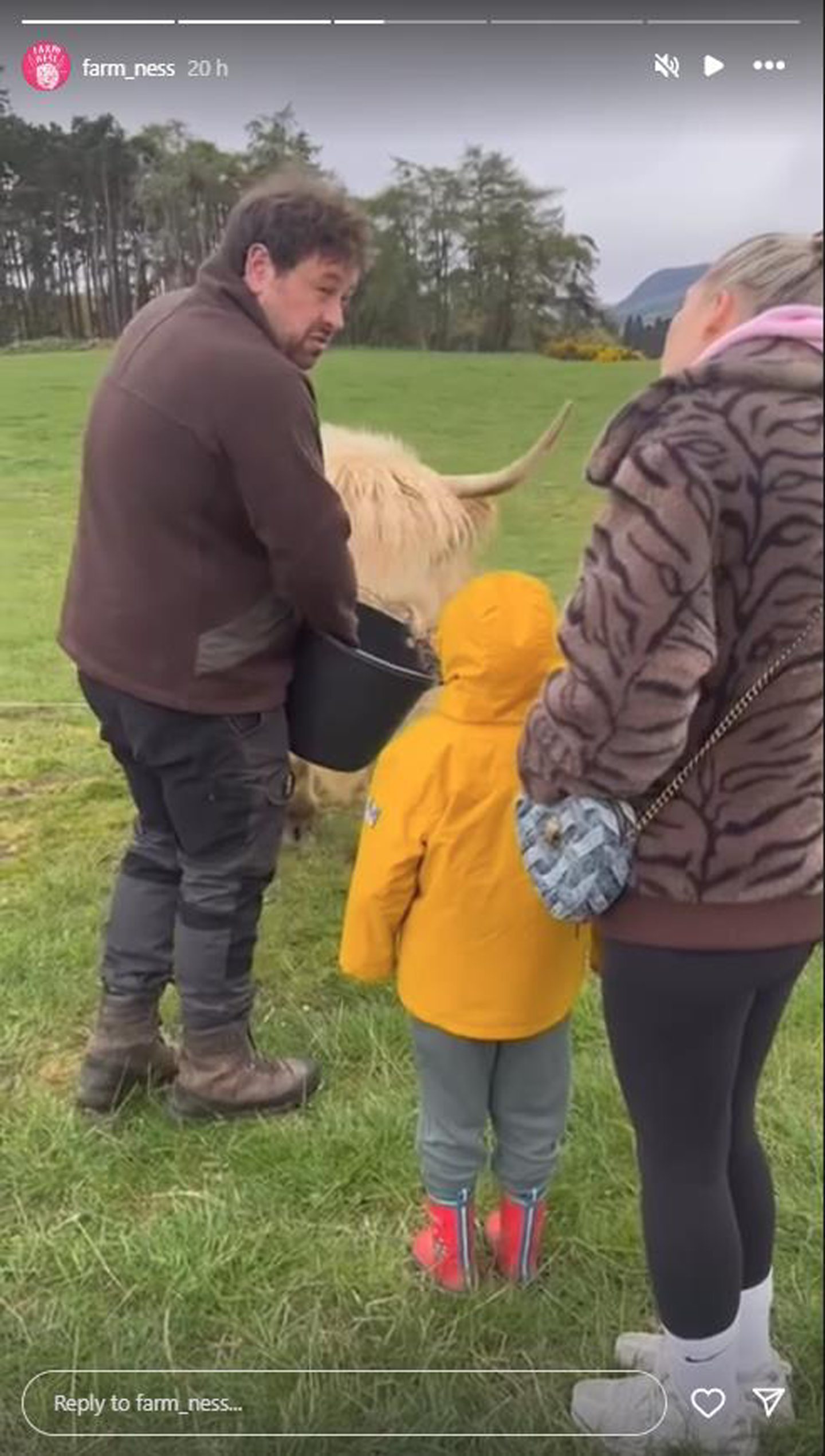 Helen Flanagan helping feed Highland cow