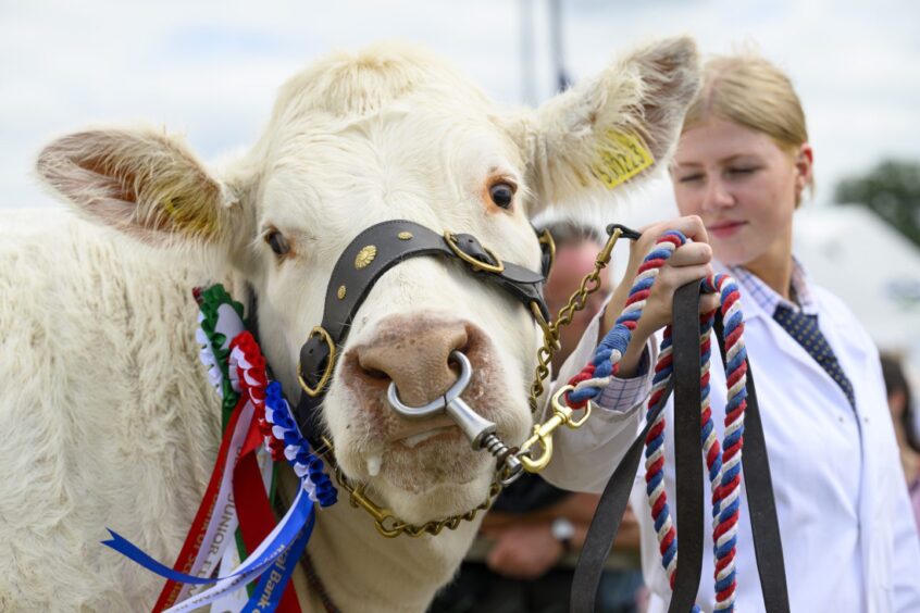 The junior champion from the Charolais section, with handler Jessica Hornall, at the 2024 Royal Highland Show.