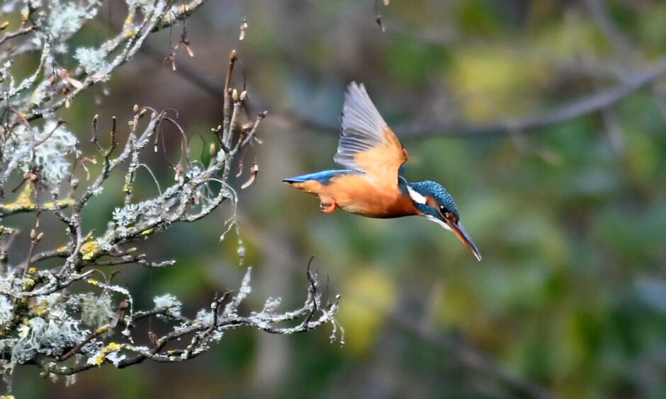 A Kingfisher taking flight at Walker Dam. Image: Kath Flannery/DC Thomson