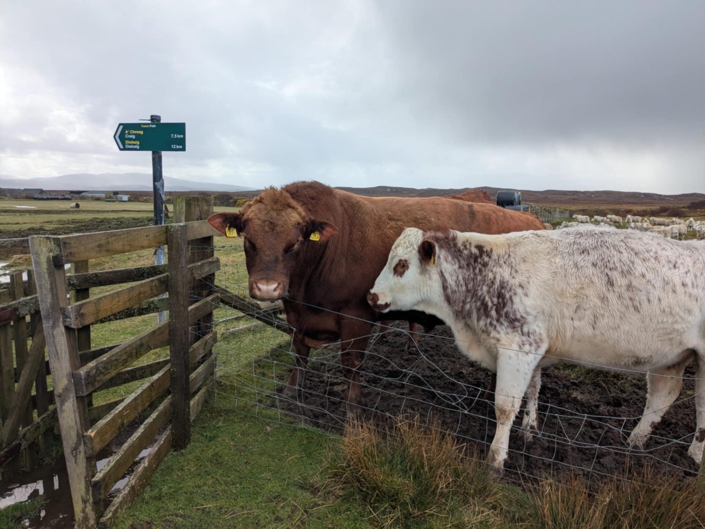 Cattle at Red Point. 