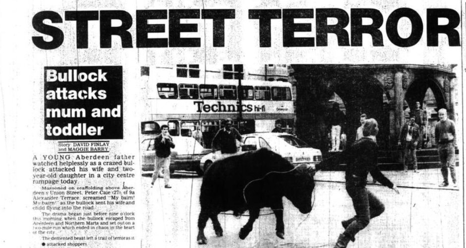 The escaped bull before its reign of terror ended at Castlegate. Image: DC Thomson