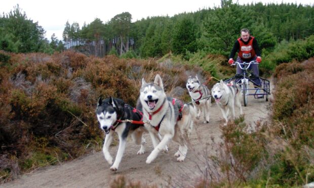 Wattie Mcdonald says Husky Haven attracts visitors from around the world for dog mushing adventures. Image: Anna Hellberg.