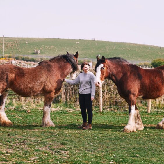 Alice Lennox with a pair of Clydesdale horses. 