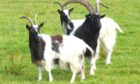 Bagots goats