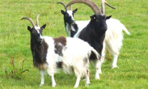 Bagots goats