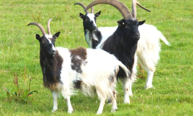 Bagots goats