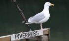 Editor's choice: Herring gull at burghead harbour. Image: Simon packman