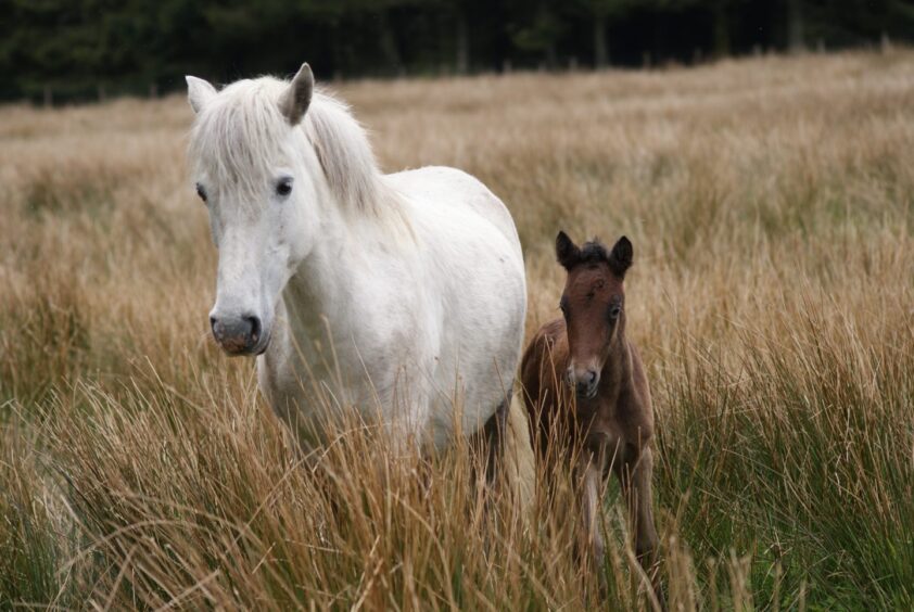 Eriskay pony and foal. 