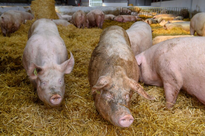 Gregor and his dad, Roderic, keep around 350 sows at Logierieve, near Ellon