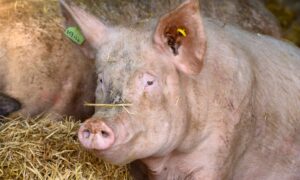 One of the many hundreds of sows to be found on farms in Aberdeenshire