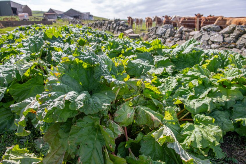 rhubarb patch