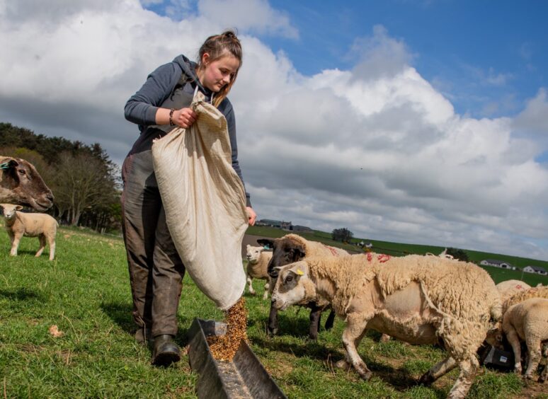 Gemma Stuart feeding sheep.