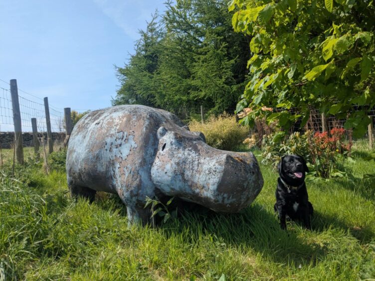 Gayle's Labrador Dante hangs out with the Ellon hippo. 