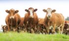 Cows in field