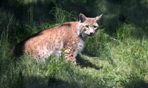 Highland Wildlife Park Welcomes Three Northern Lynx. Image: Sandy McCook/DC Thomson