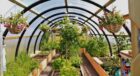 inside-a-polycrub-with-lots-of-plants-growing