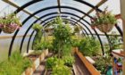 inside-a-polycrub-with-lots-of-plants-growing