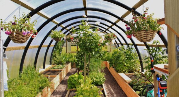 inside-a-polycrub-with-lots-of-plants-growing