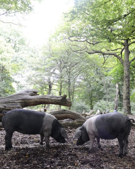 Saddleback pigs.