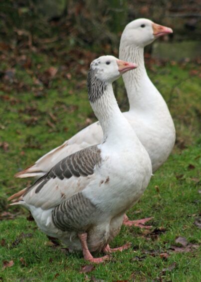 Shetland geese