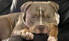 To go with story by Jenni Gee. A sheriff ordered Zeus be destroyed after Shannon Kane admitted having an XL without a valid exemption Picture shows; Shannon Kane and her dog Zeus. N/A. Supplied by Shannon Kane Date; Unknown