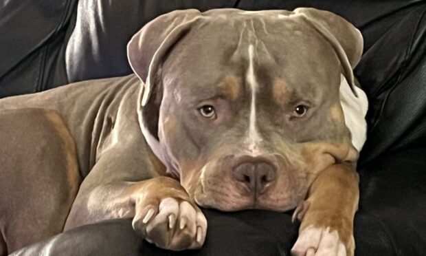 A sheriff has ordered that Zeus the XL Bully must be put down. Image: Supplied