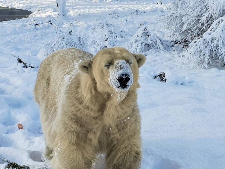 Victoria the polar bear in the snow 