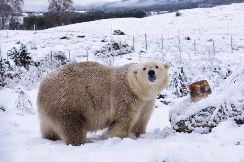 Victoria the polar bear in the snow 