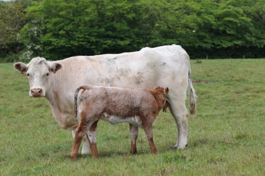A calf enjoys a suckle.