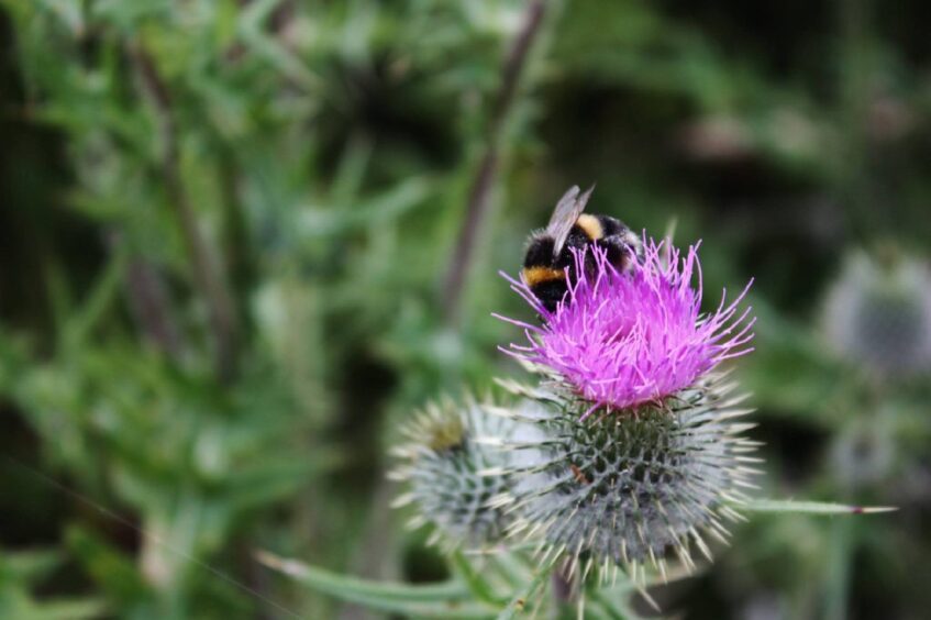 A bumble bee on a vibrant purple thistle in Hazlehead park.