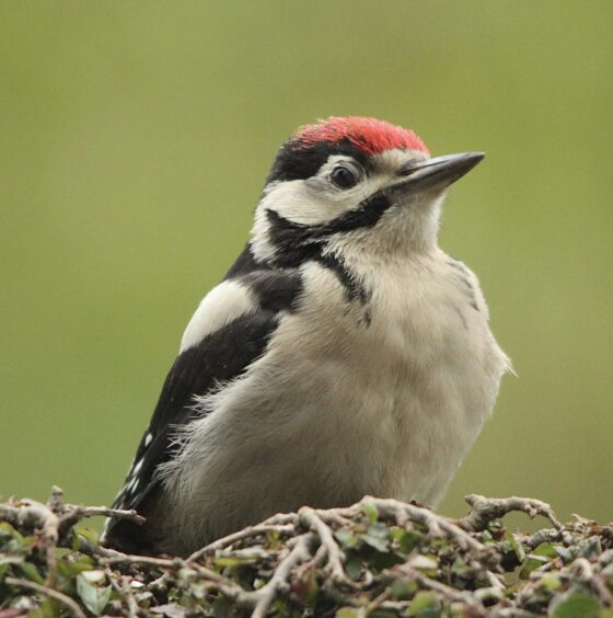 A young woodpecker visiting the garden.