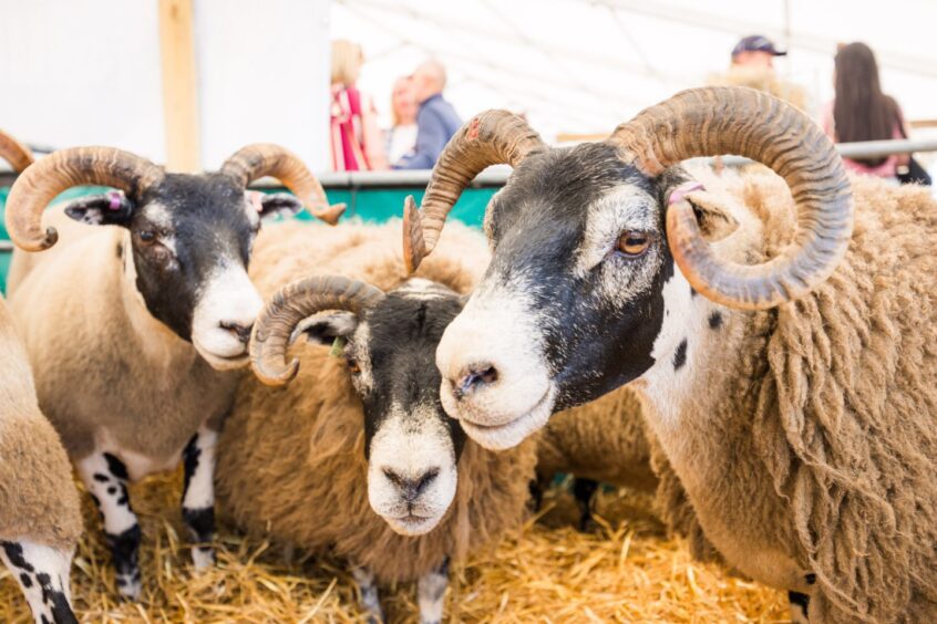 Royal Highland Show