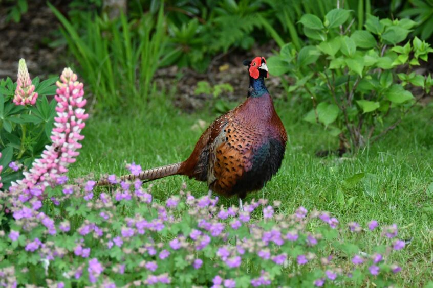 A pheasant struts through a garden.