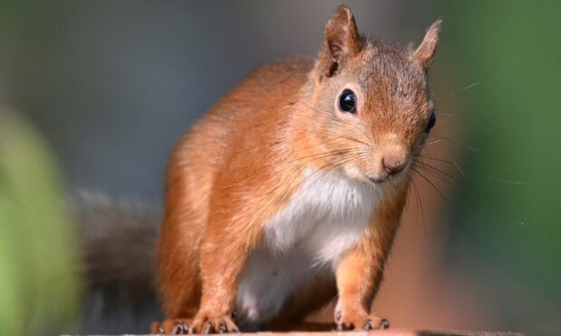 Editor's choice: Red squirrel at Loch Spynie. Image: Simon Packman