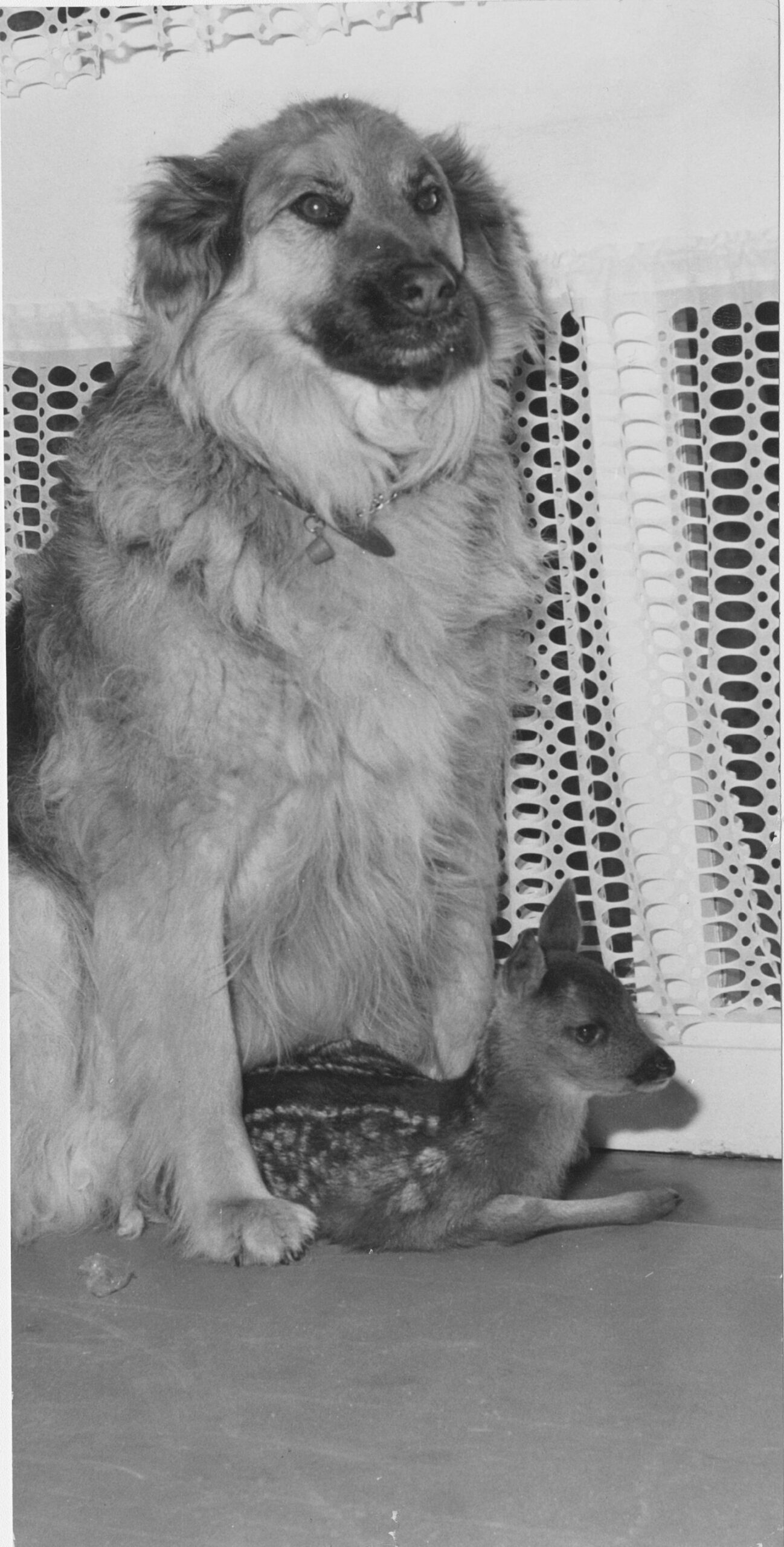 A dog stands protectively over the young deer.
