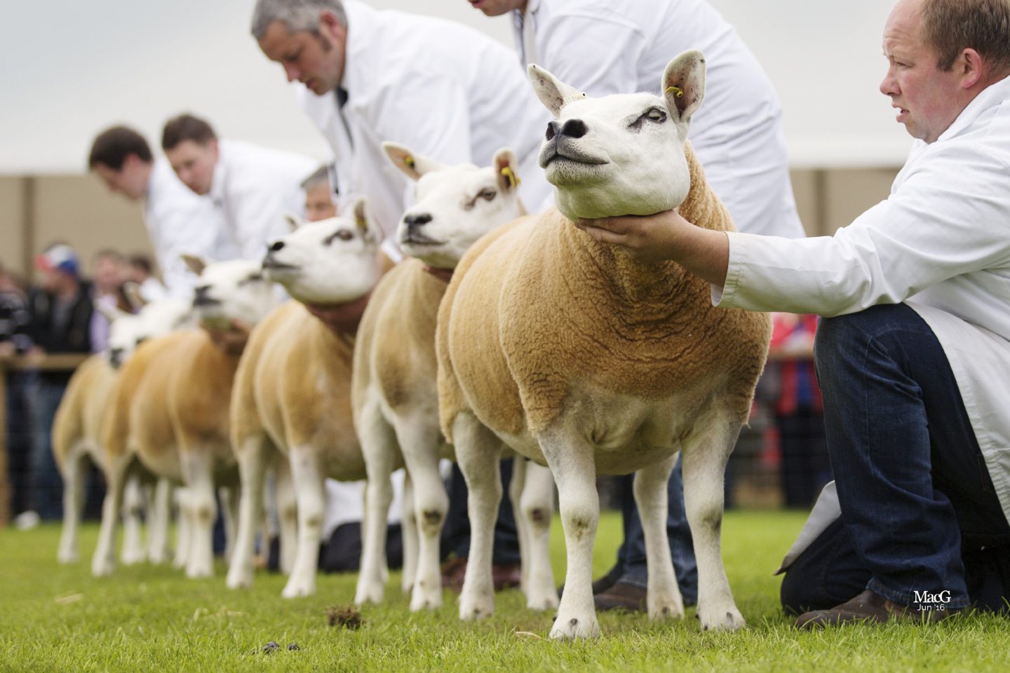 Royal Highland Show Reveals Its Livestock Judges For 2026 Event royal-highland-show-reveals-its-livestock-judges-for-2026-event