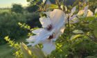 Editor's choice: Evening clematis from Avoch. Image: Liz Danby