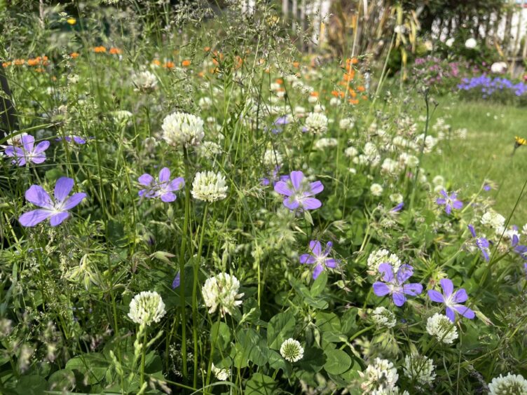 A close-up of white and purple wild flowers.