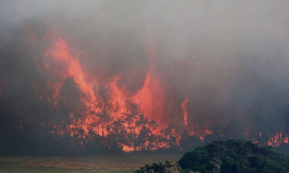 Flames surrounding trees near Nairn 