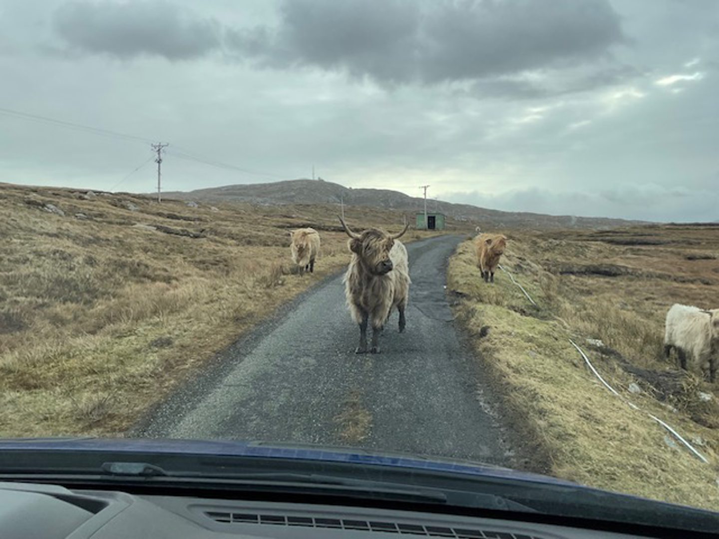 Cattle standing on the road, blocking the path of the mobile banking van.