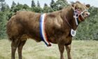 Fettercairn Show