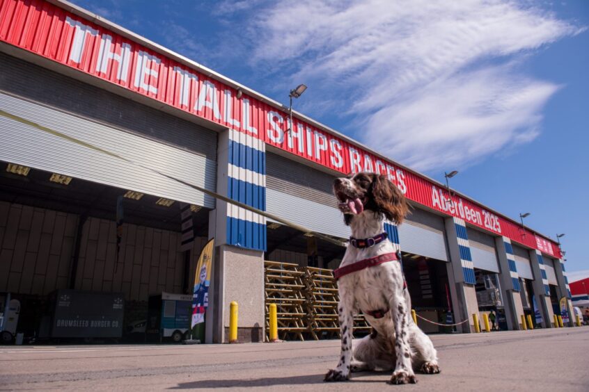 Explosives dog Winnie sits outside a Tall Ships Races 2025 building in Aberdeen, ensuring safety ahead of the festival.