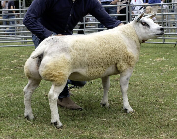 Banchory Show