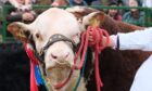 Former Echt Show champion of champions.